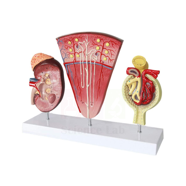 Human Kidney, Nephron, and Glomerulus Model Set